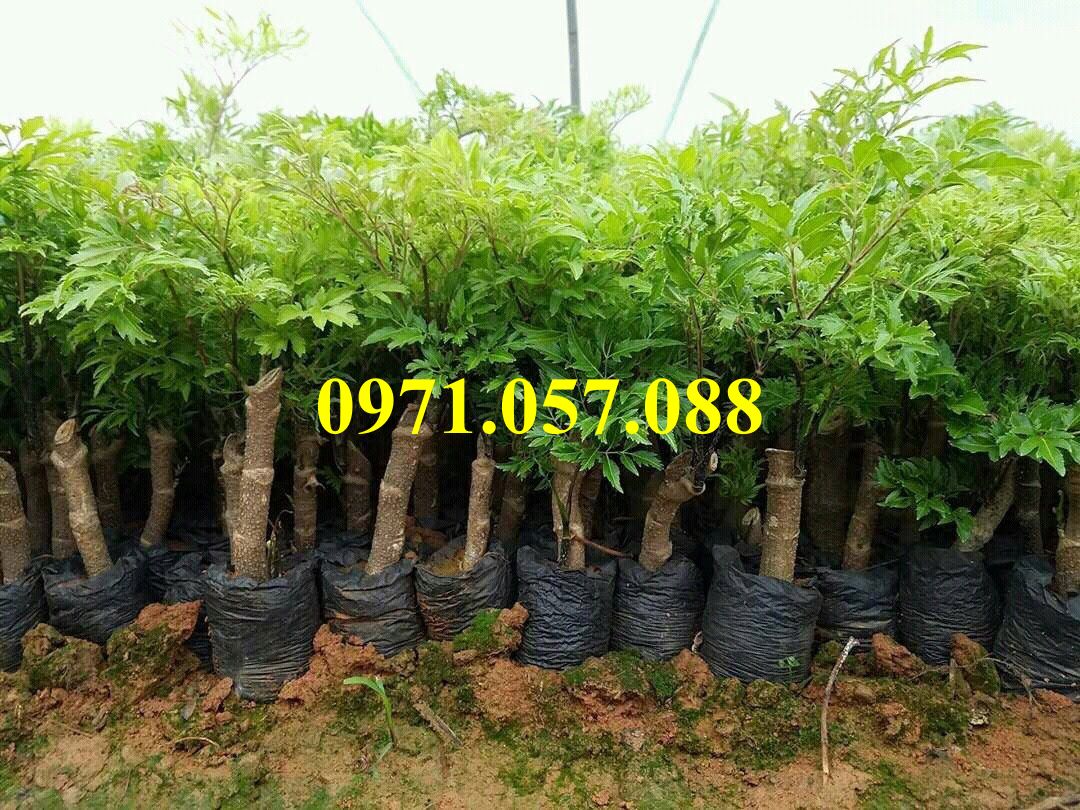 CÂY GIỐNG ĐINH LĂNG